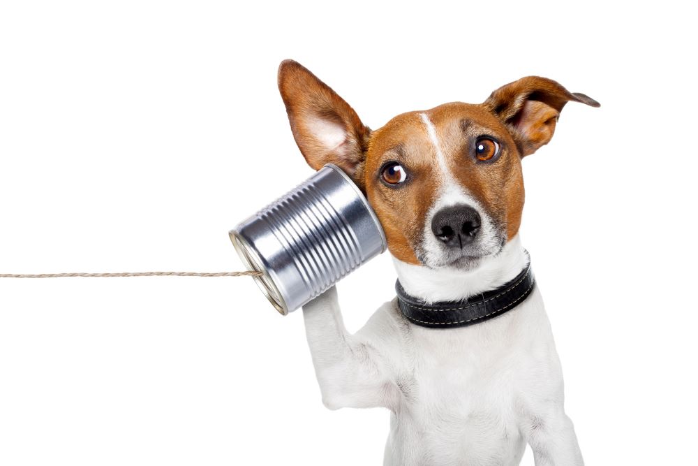 White Dog making a phone call with a tin can and string