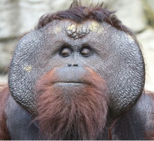 Orangutan Looking Down In Thought Contemplating Middle Age