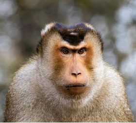 Grey Monkey with dark Stripe on head