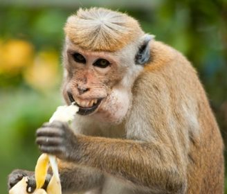 Crazy looking monkey eating a banana and showing teeth