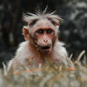 Big Eared Monkey with a surprised and bemused look