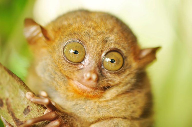 Tarsier Monkey in natural environment