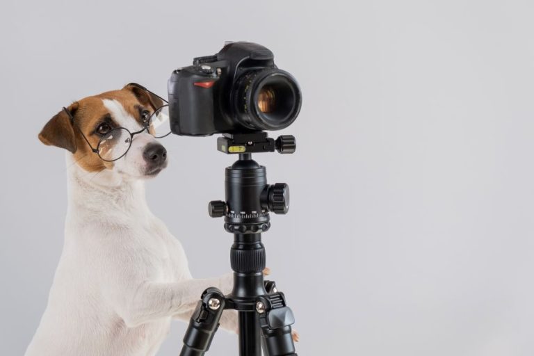 Small dog wearing glasses and looking through a camera lens