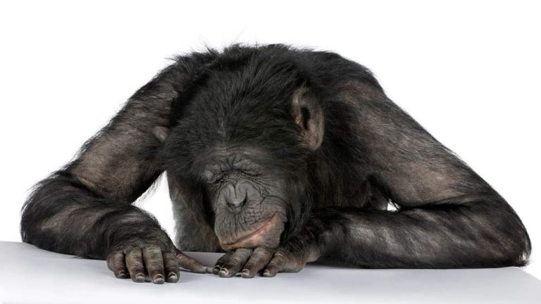 Bored looking Monkey with eyes closed slumped on a table