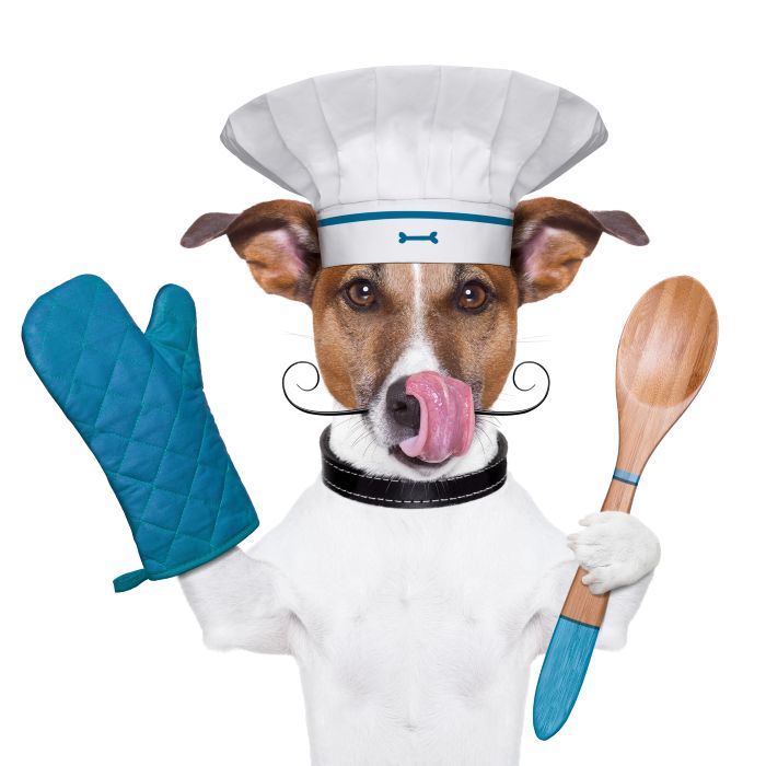 Small white dog wearing a chefs hat