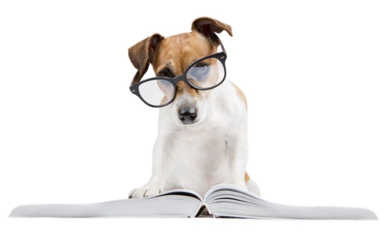 Small white dog wearing glasses looking tired leaning on a book