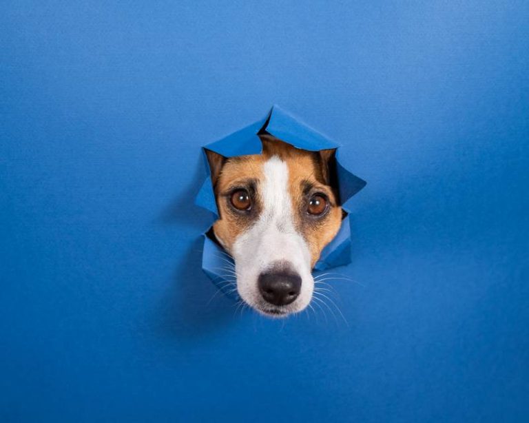 Small dog looking through a hole ripped in blue paper