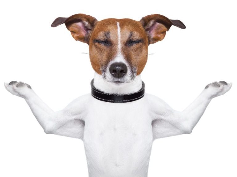 Small brown and white dog meditating